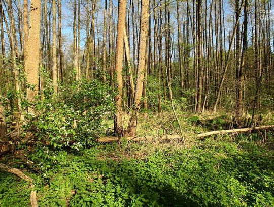 Rezerwat przyrody Źródło Królewskie Rezerwat przyrody Źródło Królewskie