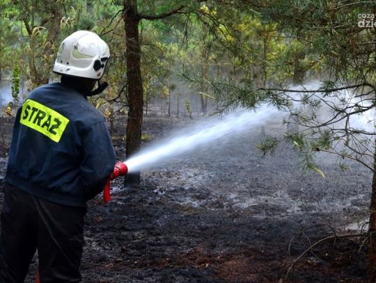 Pożar lasu na Wincentowie Pożar lasu na Wincentowie