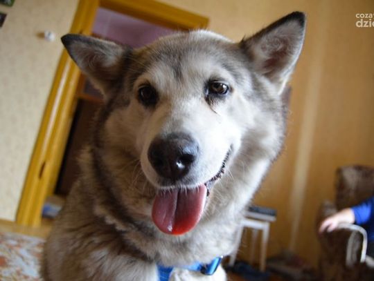 Dogoterapeuta i jego malamuty