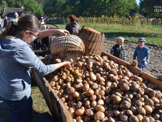 Festiwal Ziemniaka w Muzeum Wsi Radomskiej Festiwal Ziemniaka w Muzeum Wsi Radomskiej