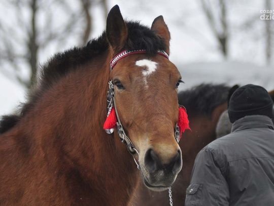 Targi końskie w Skaryszewie. Wstępy 2013