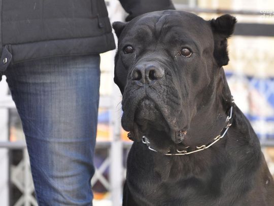 Dzień Ziemi na ul. Focha