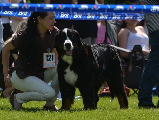 XXVIII Krajowa Wystawa Psów Rasowych w Radomiu