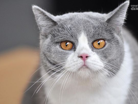 Wystawa Kotów Rasowych Wystawa Kotów Rasowych