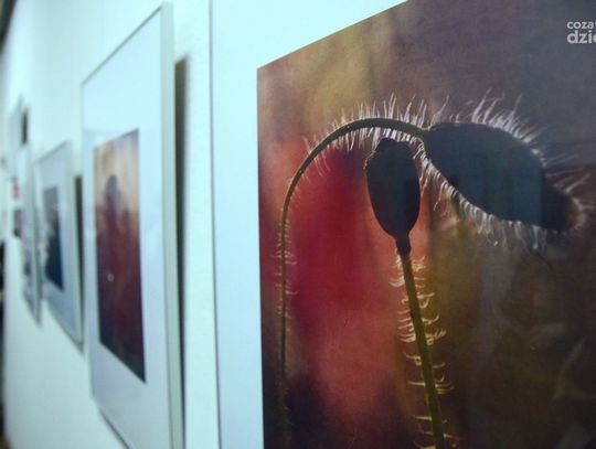 "Maki" - fotografie Aldony Sumińskiej, Mała Galeria RTF