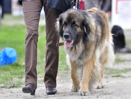 XXIX Krajowa Wystawa Psów Rasowych