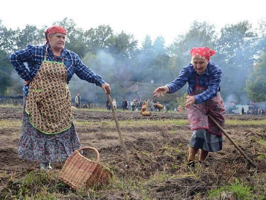 Festiwal Ziemniaka w Muzeum Wsi Radomskiej Festiwal Ziemniaka w Muzeum Wsi Radomskiej