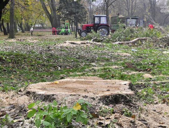 Wycinka drzew w Starym Ogrodzie Wycinka drzew w Starym Ogrodzie