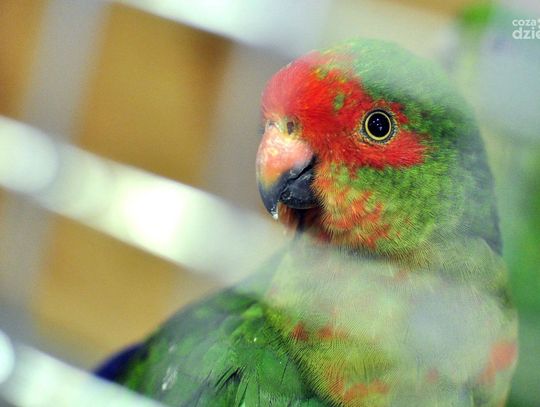 Wystawa kanarków i ptaków egzotycznych w MDK