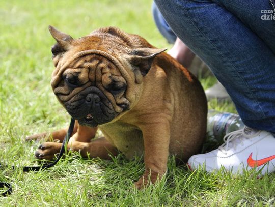 Wystawa psów rasowych