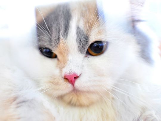 Międzynarodowa Wystawa Kotów Rasowych