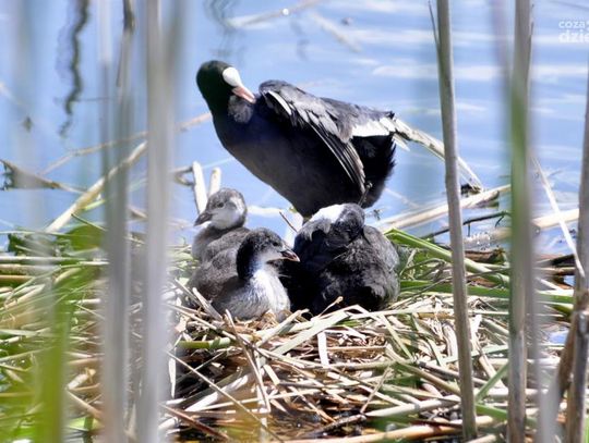 Zalew na Borkach - lato 2014