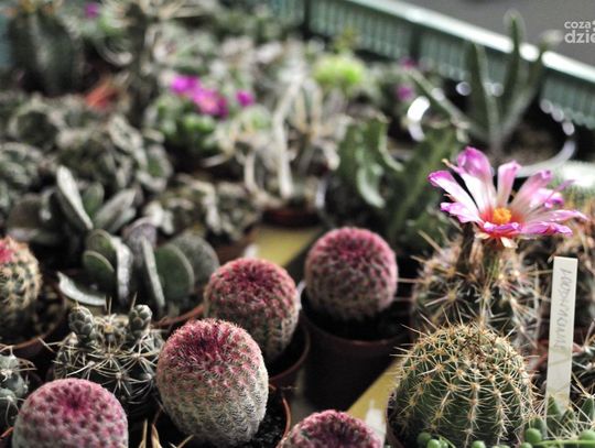 Smart Relax Spa Hotel Aviator - dzień otwarty/wystawa kaktusów