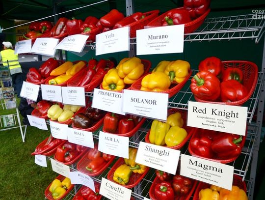 XV Ogólnopolskie Targi Papryki w Przytyku