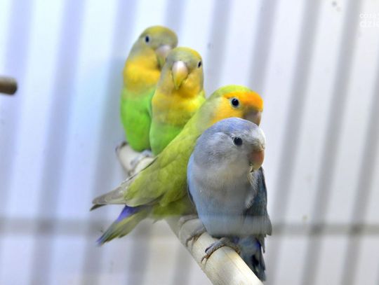 Wystawa kanarków i ptakow egzotycznych w MDK