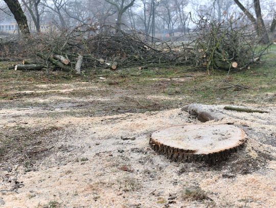 Wycinka drzew w parku na Obozisku Wycinka drzew w parku na Obozisku