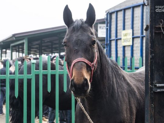 Wstępy - Skaryszewski jarmark koński