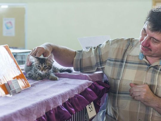 Międzynarodowa Wystawa Kotów WCF w Radomiu Międzynarodowa Wystawa Kotów WCF w Radomiu