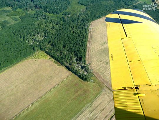 Las po huraganie Las po huraganie