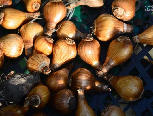 Sadzenie żonkili „Pola Nadziei”