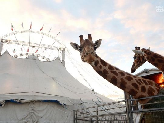 Narodowy Włoski Cyrk Medrano Narodowy Włoski Cyrk Medrano