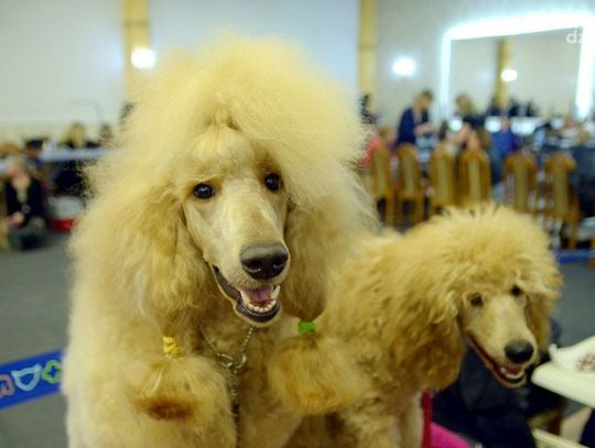 34 Radomska Wystawa Psów Rasowych III oraz IX gr. FCI - Centrum Konferencyjno - Rozrywkowe "U Grubego" w Wielogórze