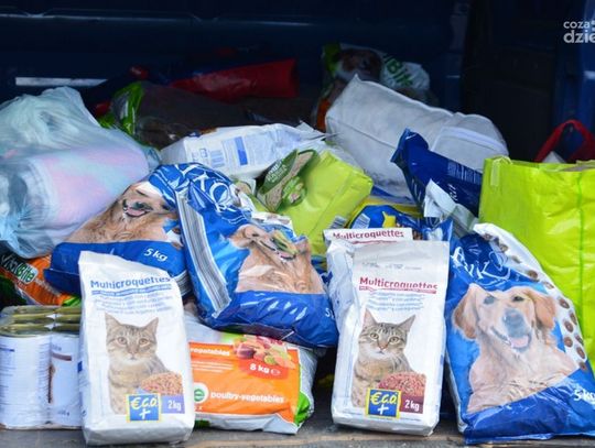 Pomoc dla schroniska