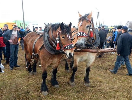 Skaryszewskie Wstępy 2016