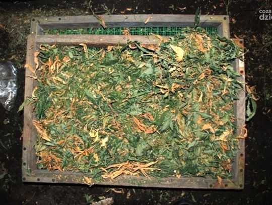 Plantacja konopii Plantacja konopii