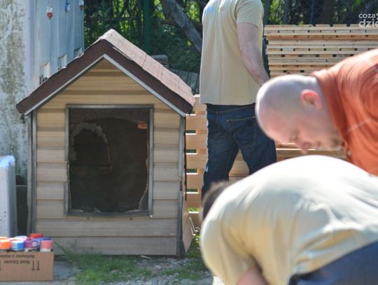 Budowa nowych bud w schronisku dla zwierząt