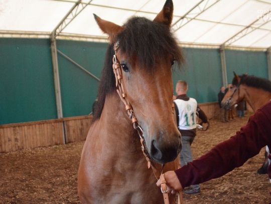 Regionalna Wystawa Koni w Skaryszewie