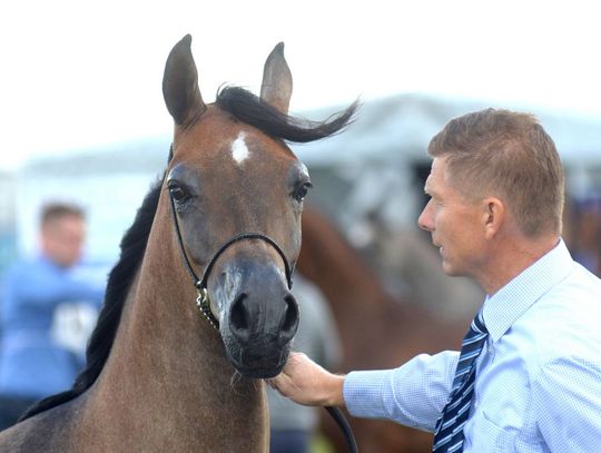 I Ogólnopolski Czempionat Koni Arabskich Radom 2016
