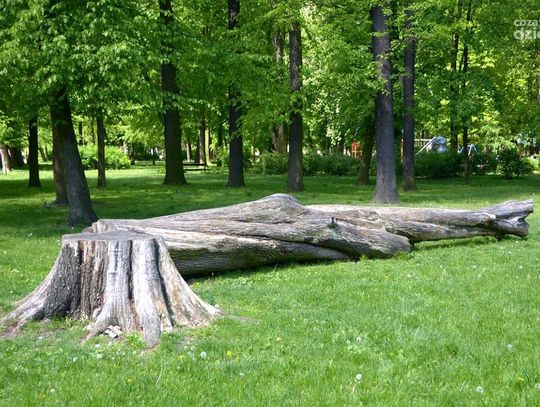 Park Kościuszki. Co kryje się w ściętych klonach?