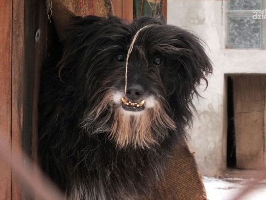 Przekazanie darów dla radomskiego Schroniska dla zwierząt