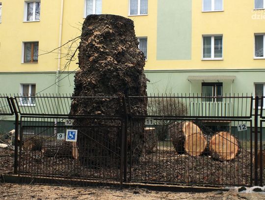 Wycinka olbrzymiej topoli na Plantach Wycinka olbrzymiej topoli na Plantach