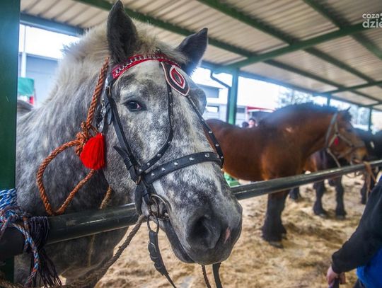 Wstępy w Skaryszewie