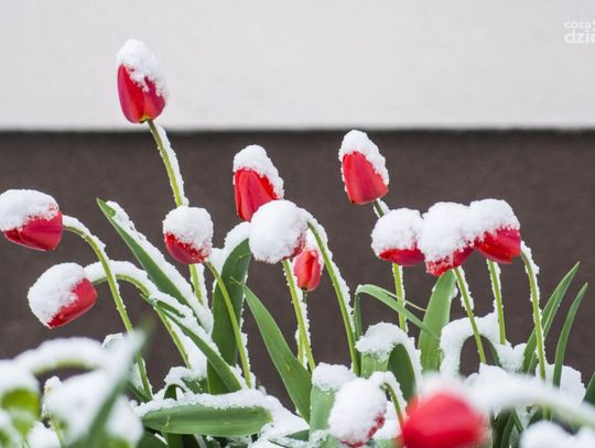 Powrót zimy w Radomiu