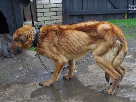 Zagłodzony pies uratowany