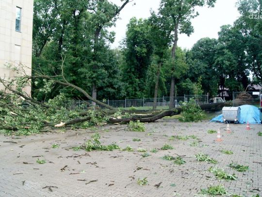 Powalone drzewo przy szkole muzycznej