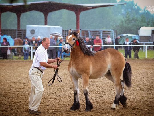 Pokazy konne w stadninie Hubertus
