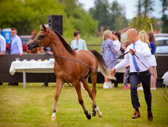 Czempionat koni arabskich [cz.1]