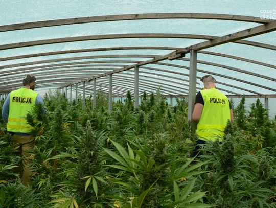 Zlikwidowana plantacja konopi