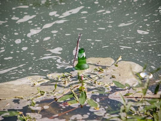Stan wody w zalewie na Borkach