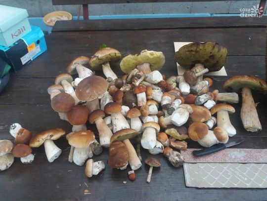 Zbiory słuchaczy radia Rekord