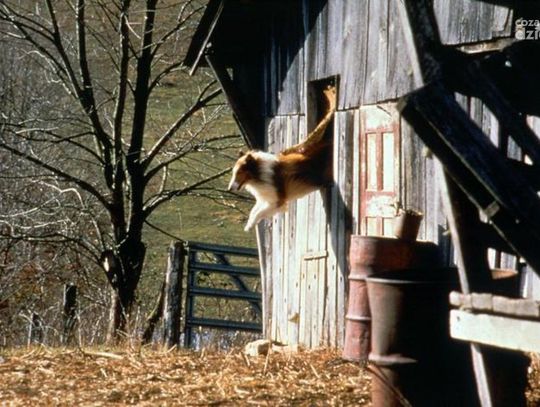 Święta w TV. Co warto obejrzeć.