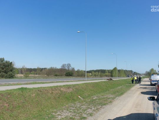 Klępa (samica łosia) śmiertelnie potrącona na Mieszka I
