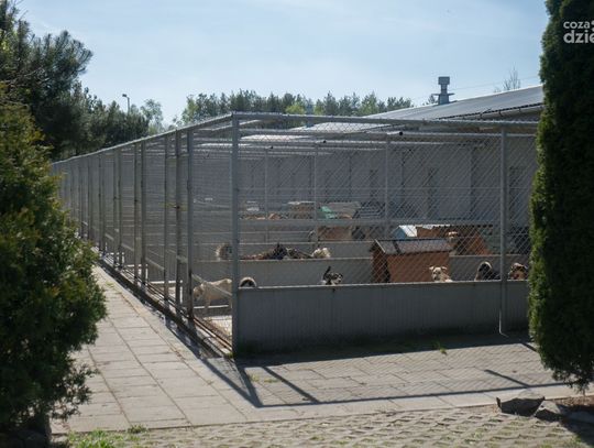 Podpisanie umowy ws. remontu boksów w radomskim schronisku dla zwierząt