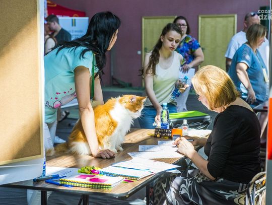 Międzynarodowa wystawa kotów rasowych Międzynarodowa wystawa kotów rasowych