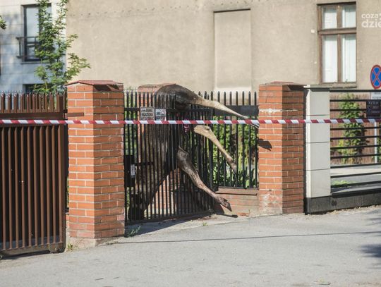 Łoś na ogrodzeniu przy ul. Okulickiego