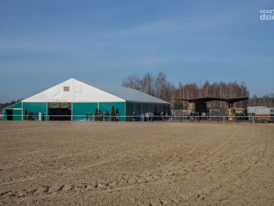 Aukcja koni w Stadninie Hubertus